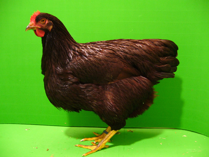 Rhodel&auml;nder rot